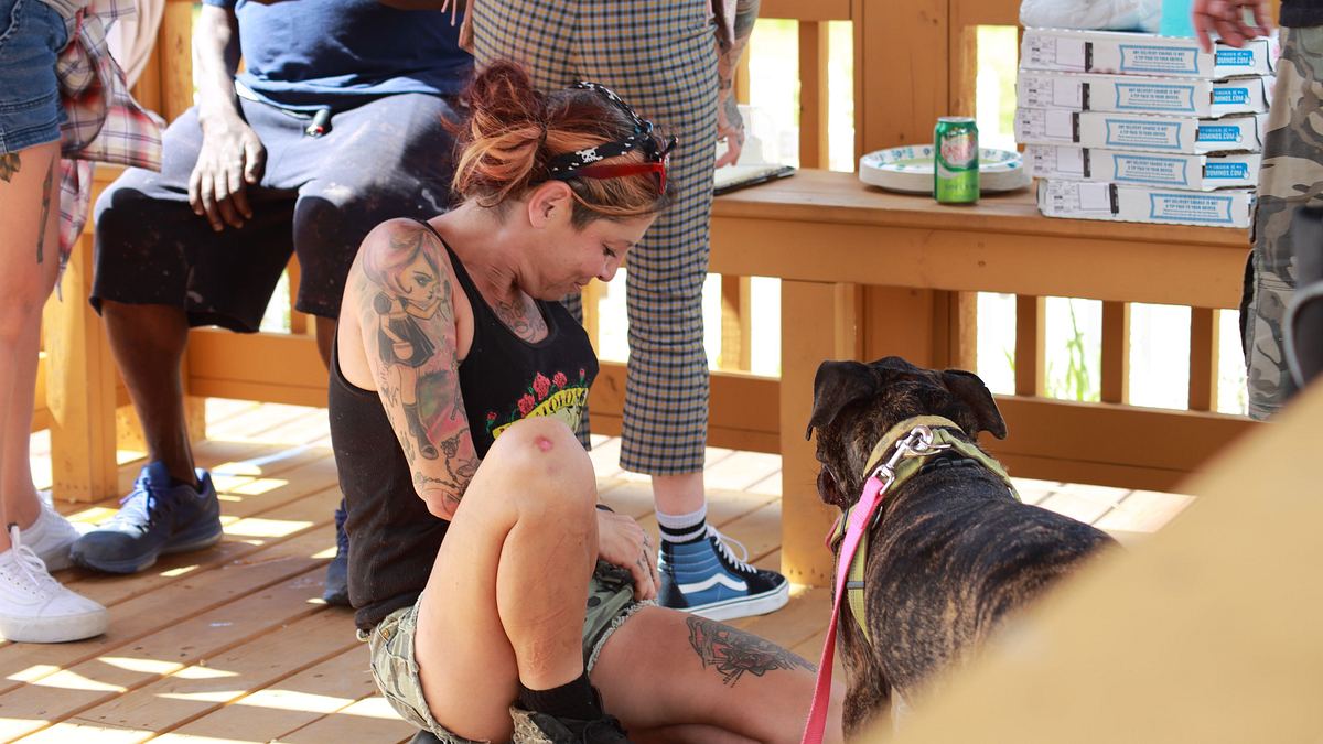 pitbulls auf bewährung
