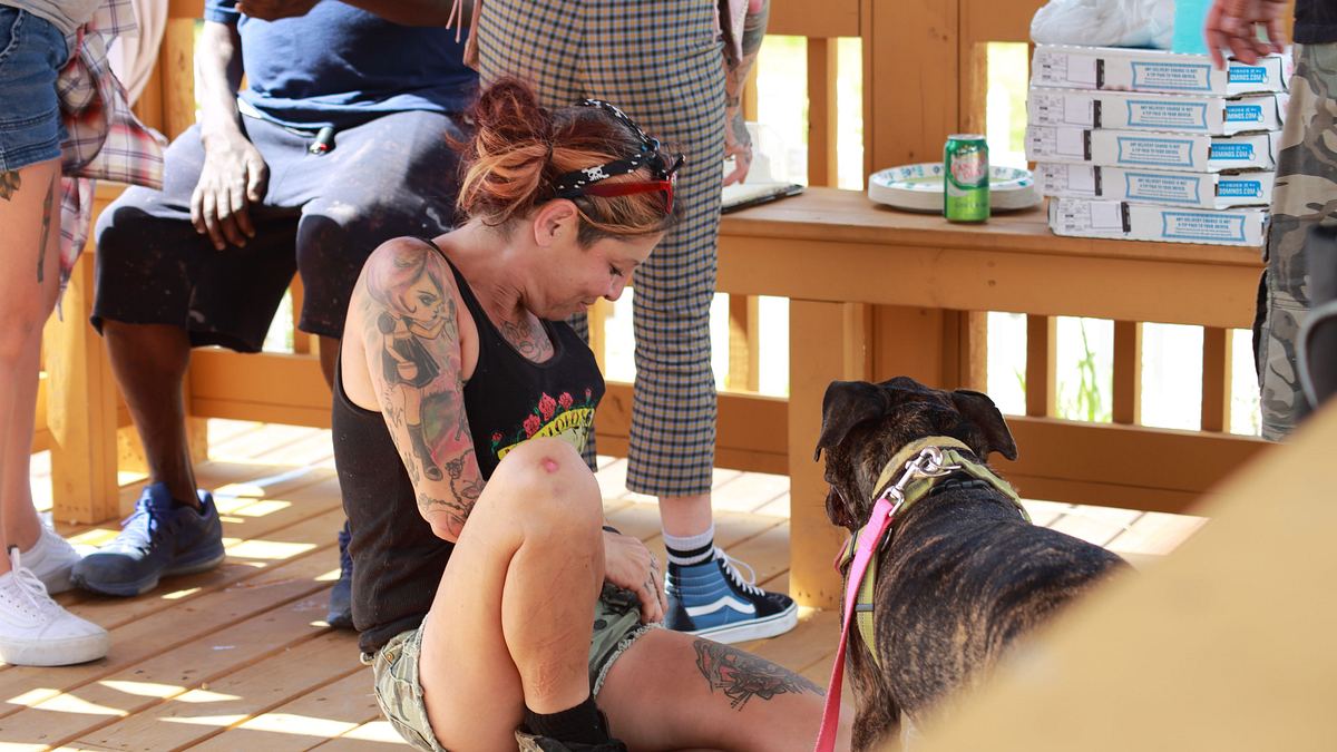 pitbulls auf bewährung