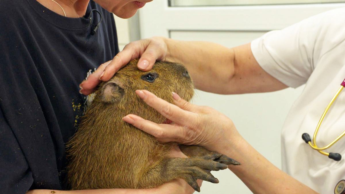 mega-markt der tiere