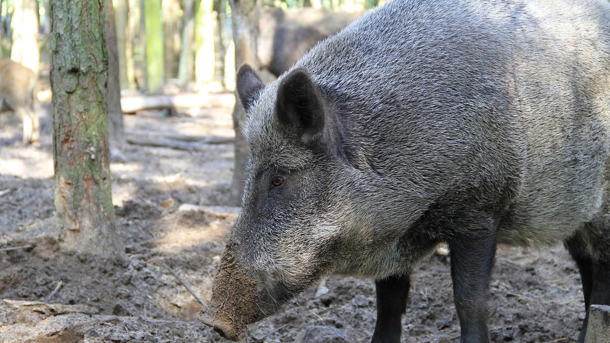 tierische eroberer