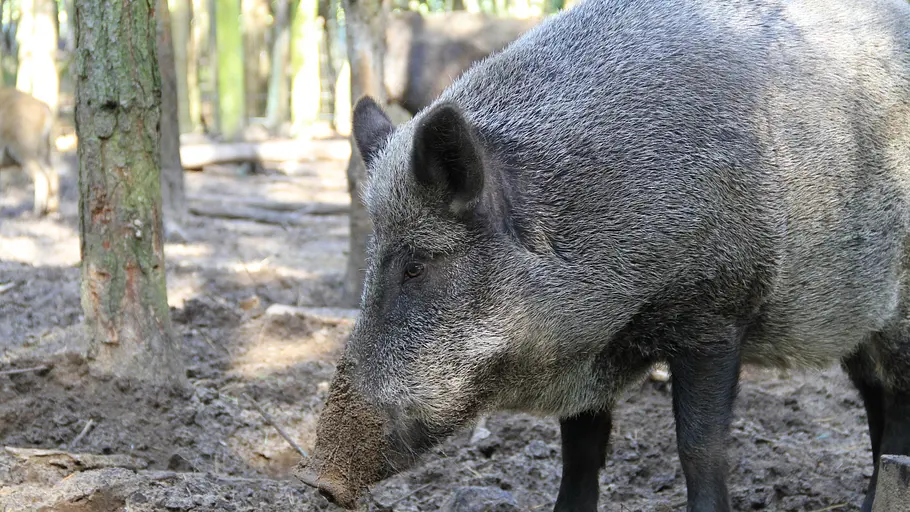tierische eroberer
