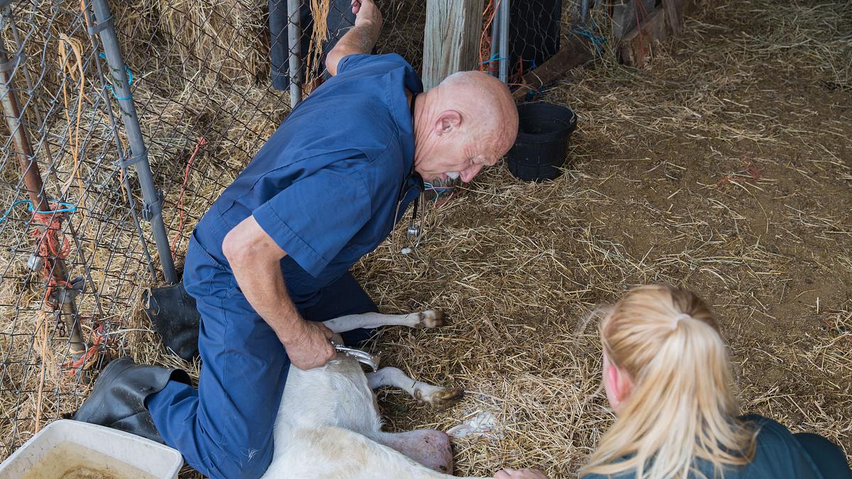 der unglaubliche dr. pol