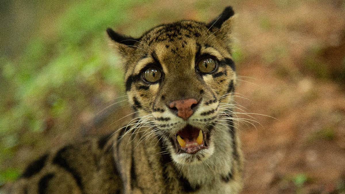indiens wildkatzen