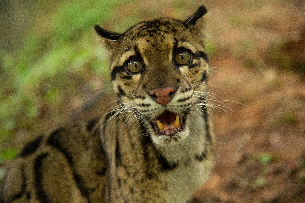 indiens wildkatzen