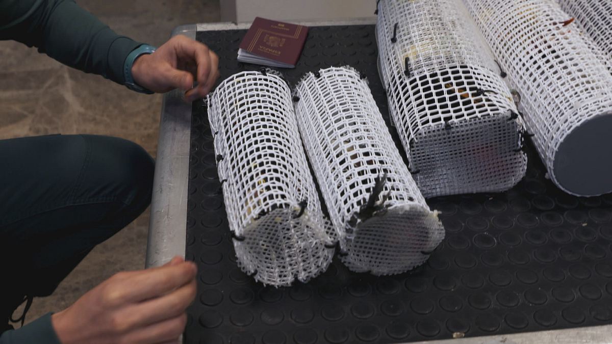 border control - spaniens grenzschützer