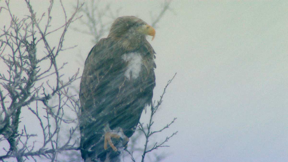 Wild Winter wild winter