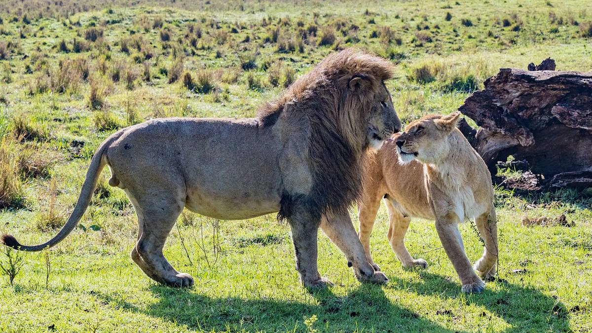 big cat tales - afrikas raubkatzen
