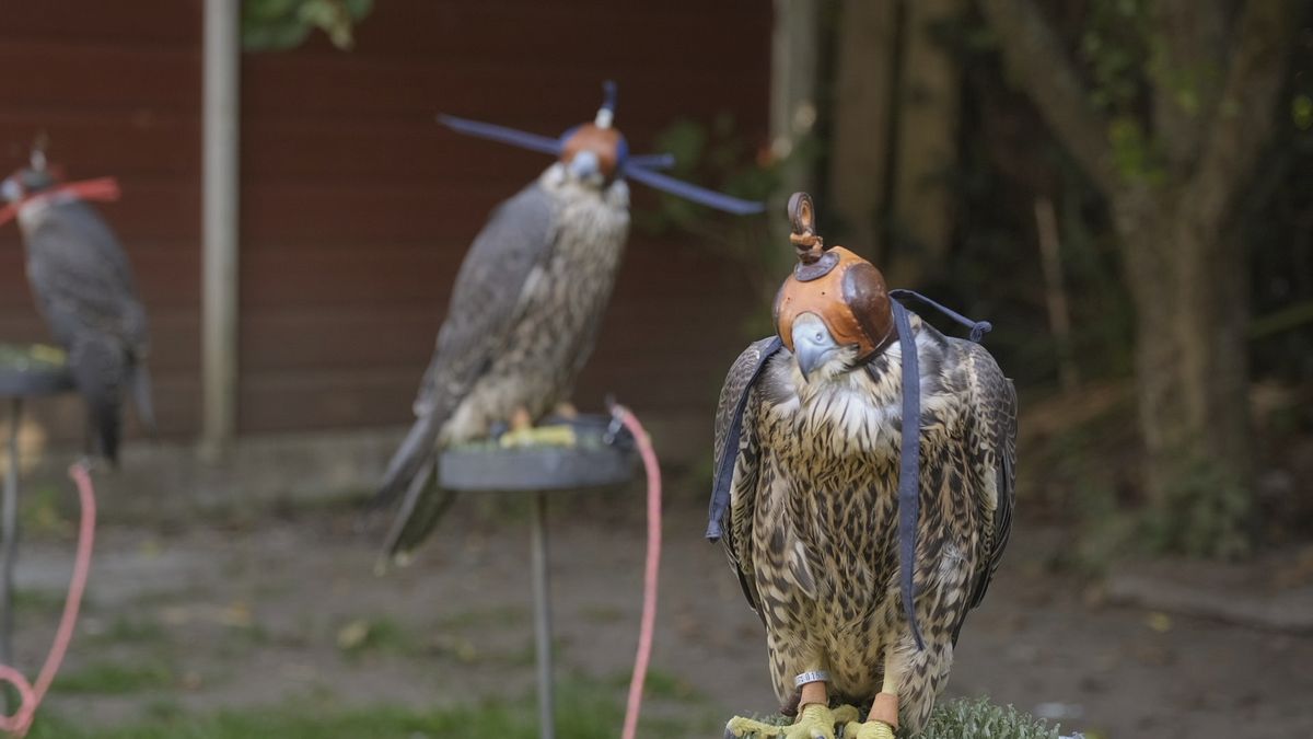 die kunst der beizjagd - falknerei in bayern