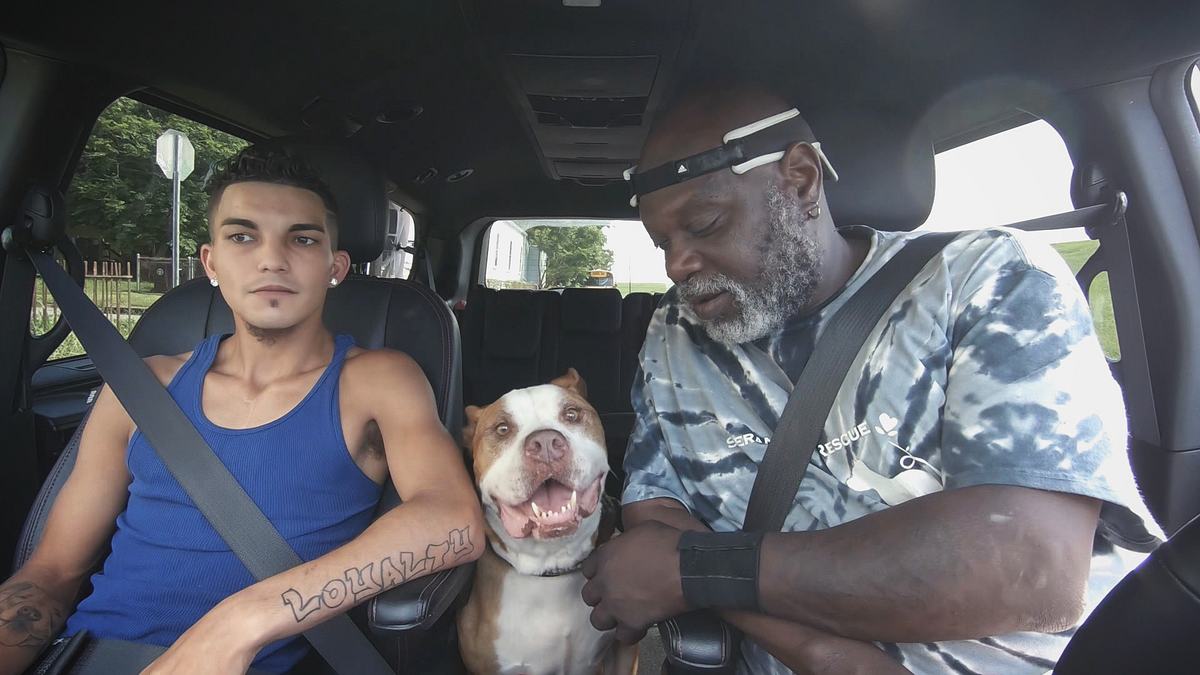 pitbulls auf bewährung