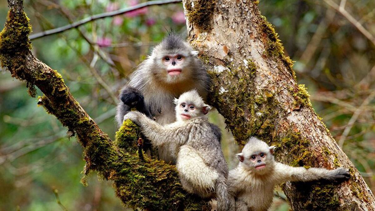 ein jahr in der wildnis tibets