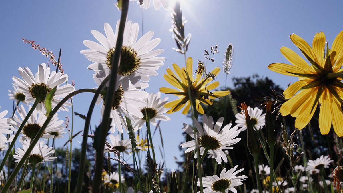 wilder frühling - tierische liebe zwischen oberrhein und zugspitze