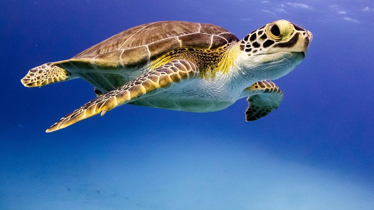 die superkräfte der tiere