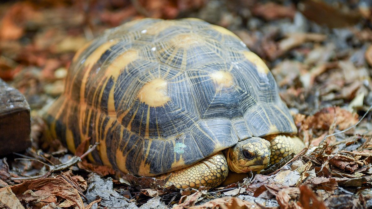 zoo und so - tierisch wild!