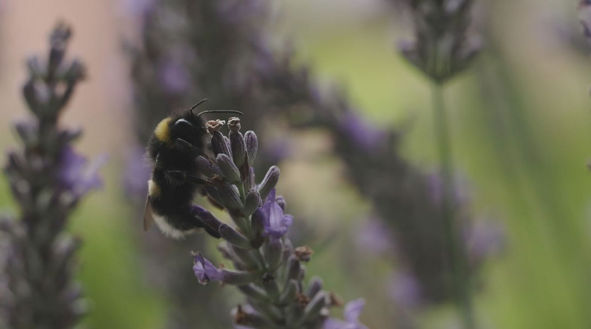 Smarte Insekten - Wie winzige Gehirne Geniales leisten smarte insekten - wie winzige gehirne geniales leisten