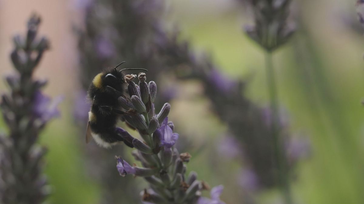 smarte insekten - wie winzige gehirne geniales leisten