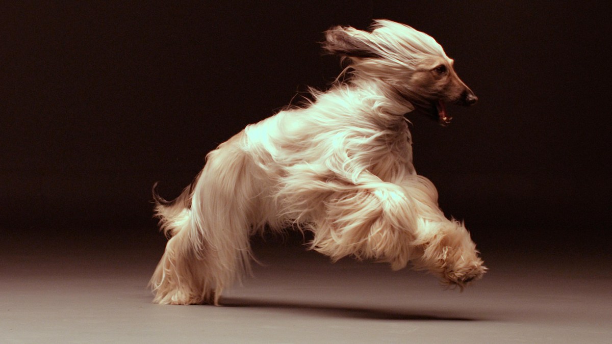 die geheime welt unserer hunde