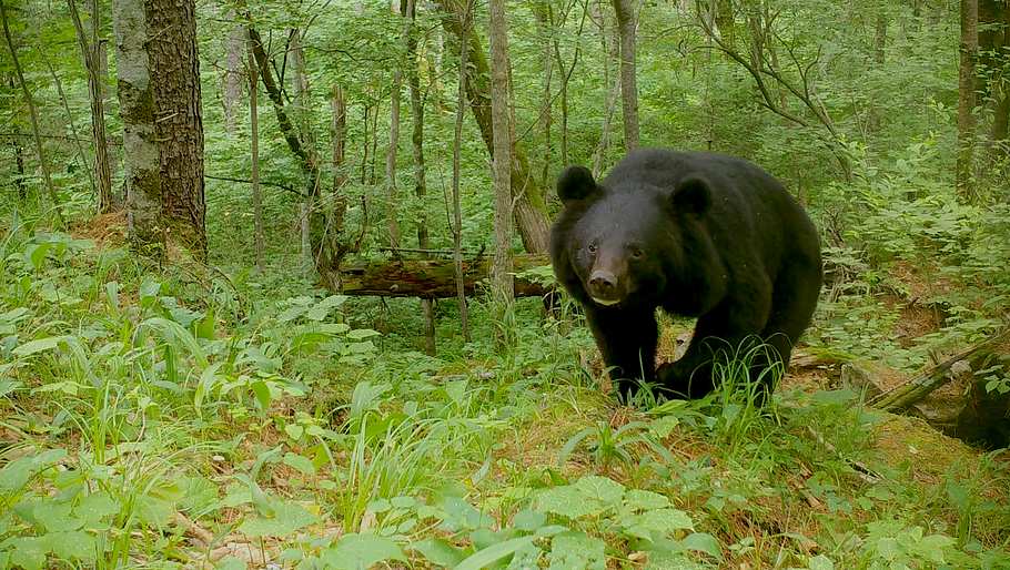 der sibirische tiger - seele der russischen wildnis