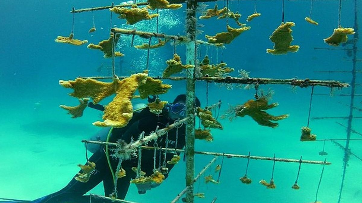 fish tank kings - gigantische wasserwelten