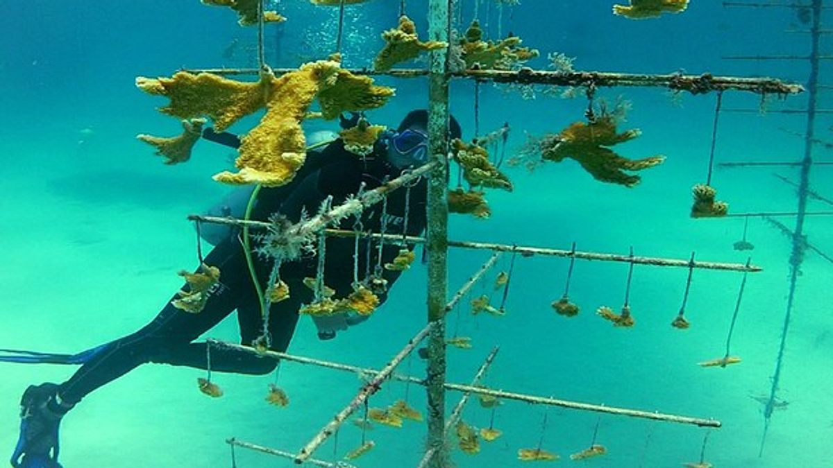 fish tank kings - gigantische wasserwelten