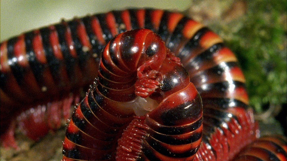tierische freaks