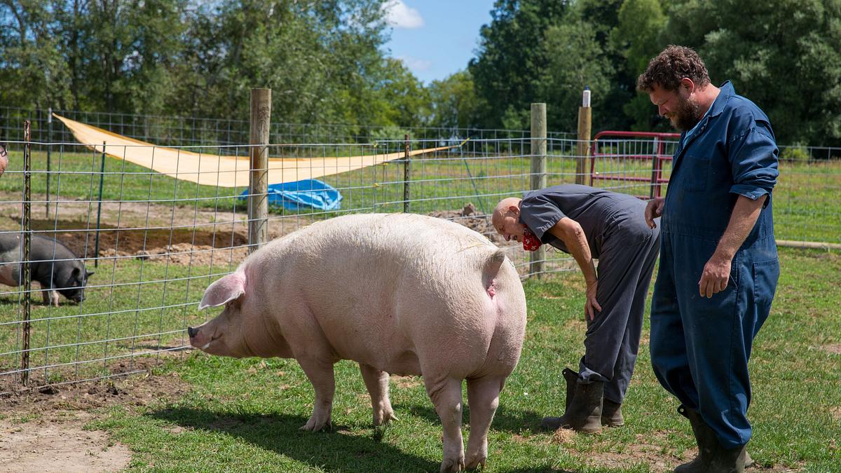 der unglaubliche dr. pol