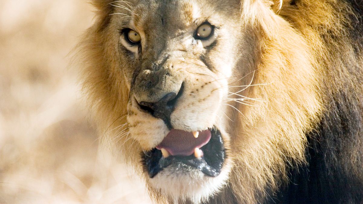 die zaubertricks der tiere