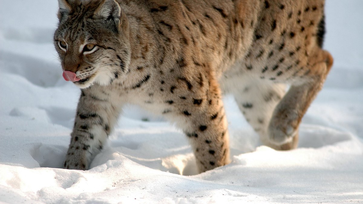 abenteuer wildnis