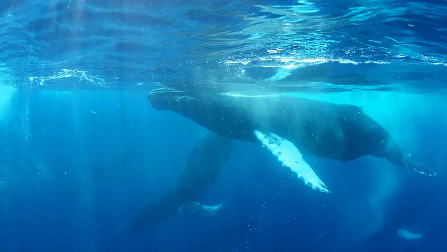 big pacific