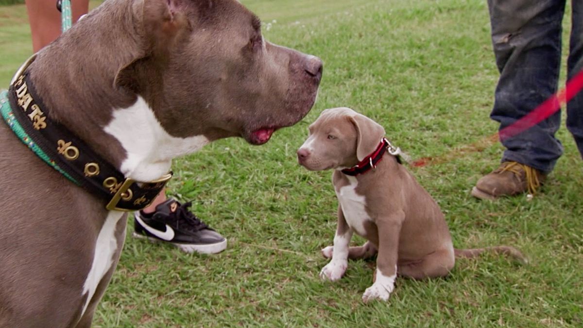 pitbulls auf bewährung