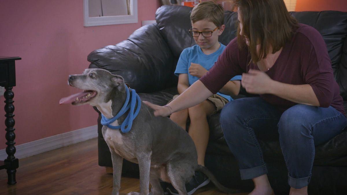 pitbulls auf bewährung