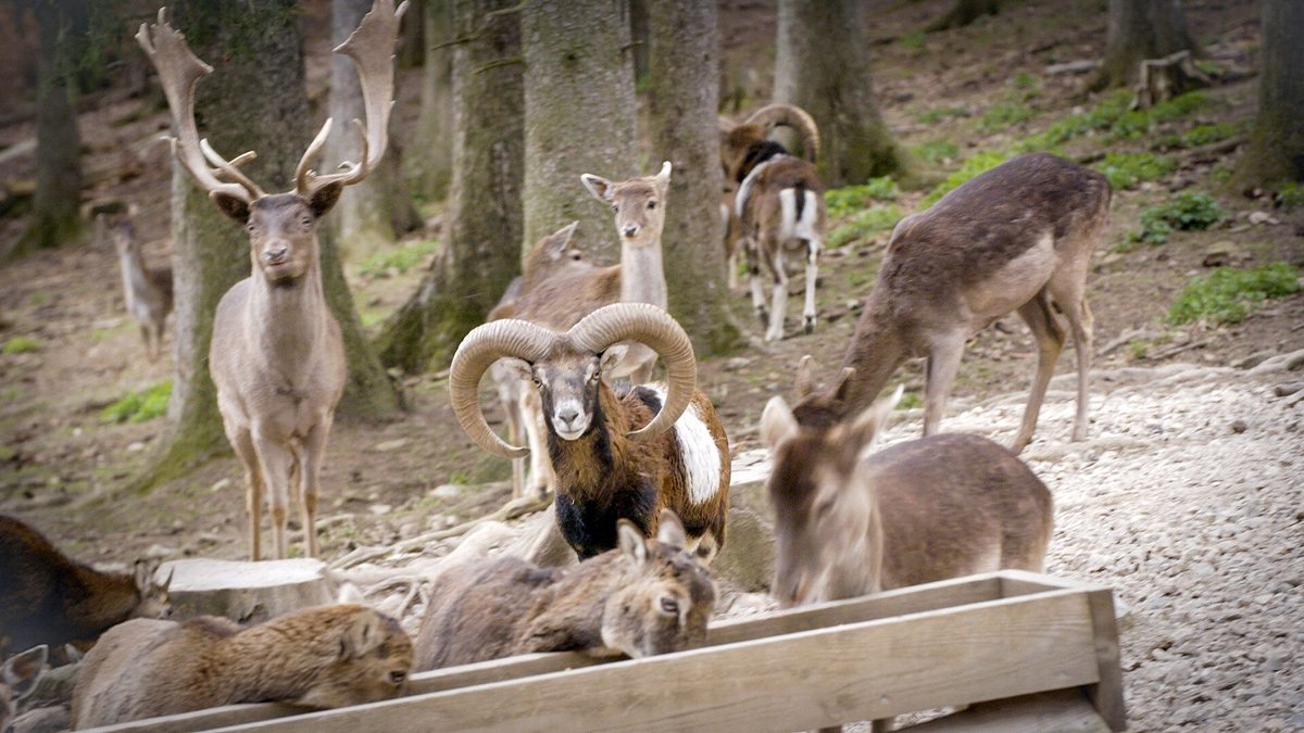 zurück zur natur