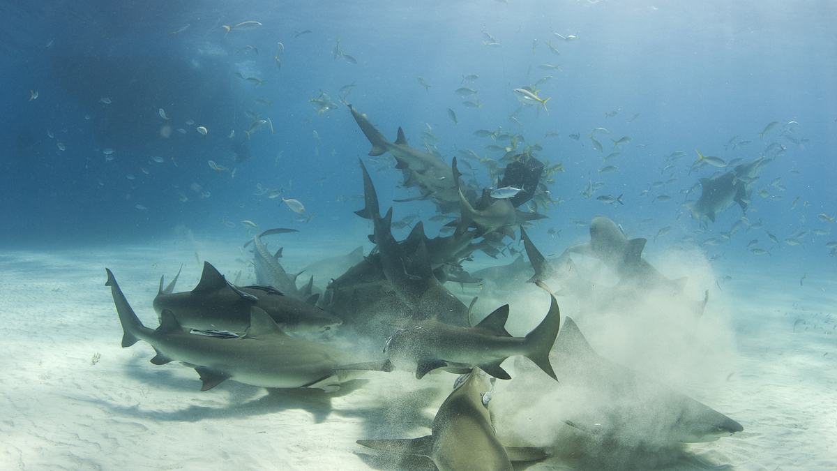 shark frenzy - das fressrausch-experiment