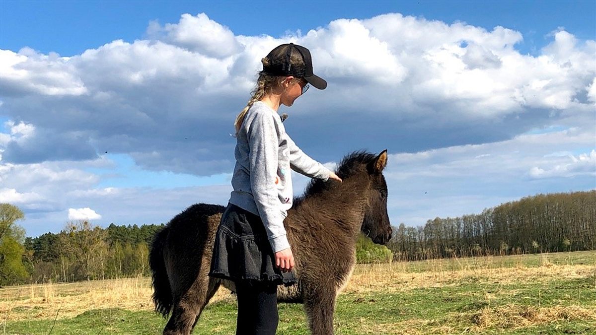 elfa und ihre islandpferde
