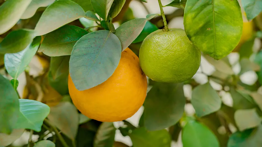 Orangen - Genuss mit Beigeschmack orangen - genuss mit beigeschmack