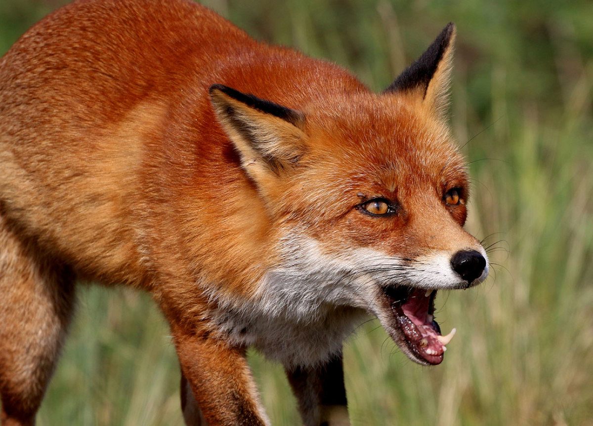 Tiere außer Rand und Band tiere außer rand und band