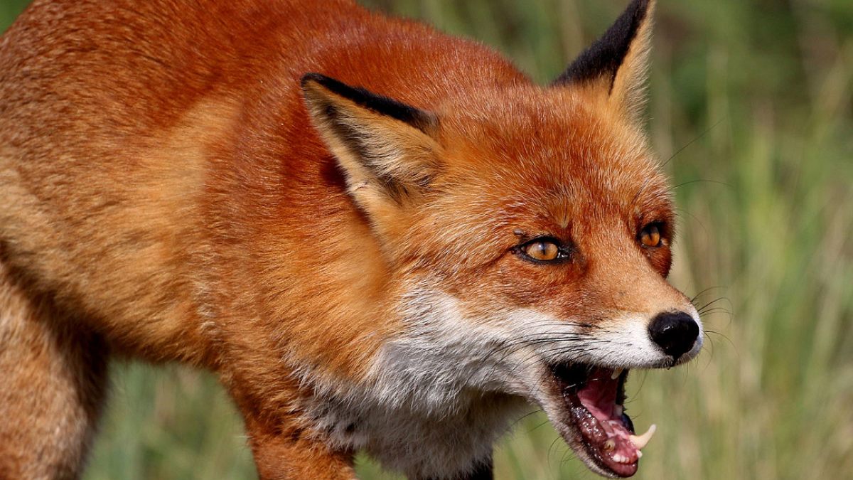 tiere außer rand und band