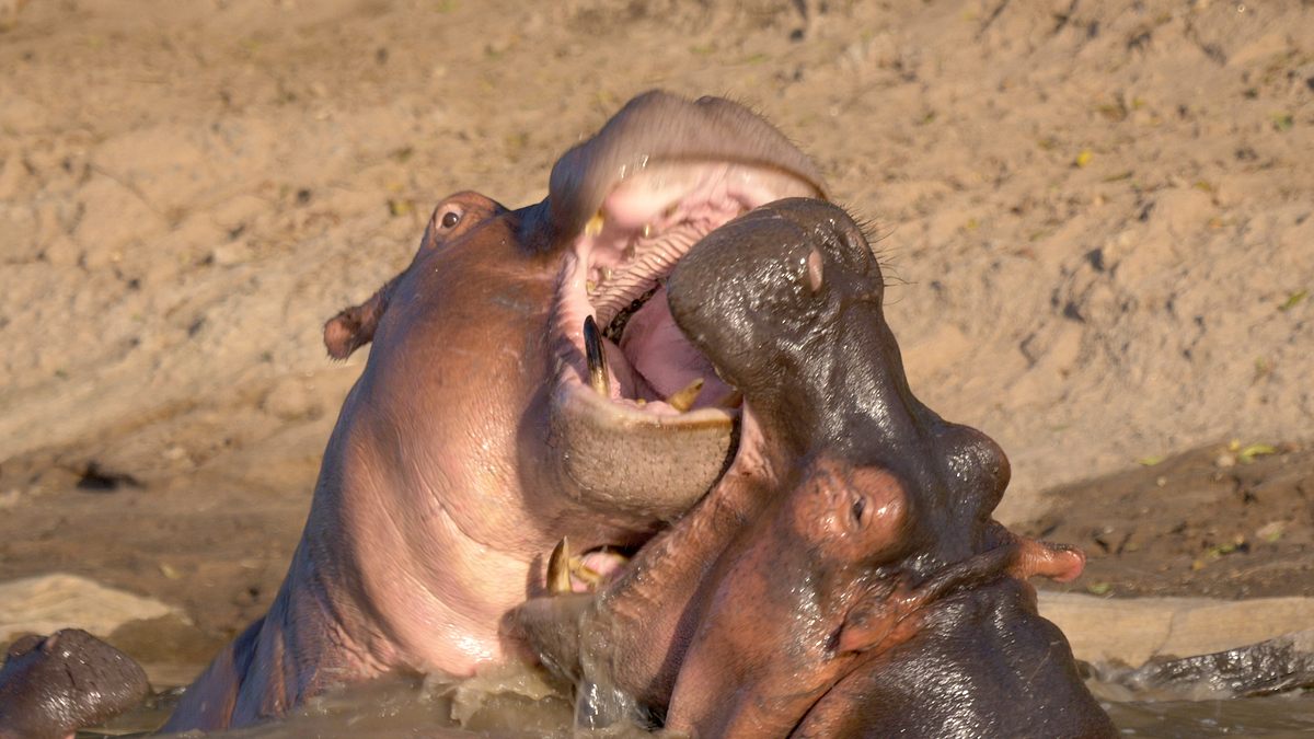 die großkatzen der masai mara