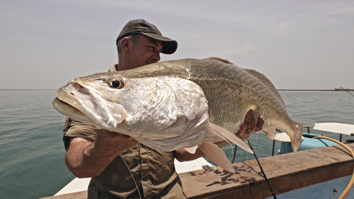 giganten unter wasser - riesenfischen auf der spur