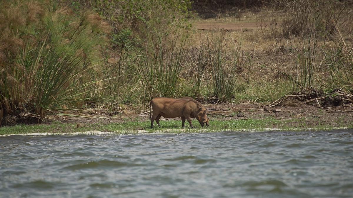 afrikas wilde wunderwelt