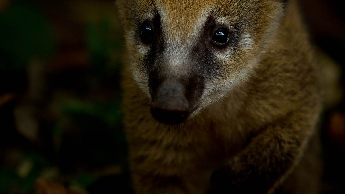 könige der wildnis