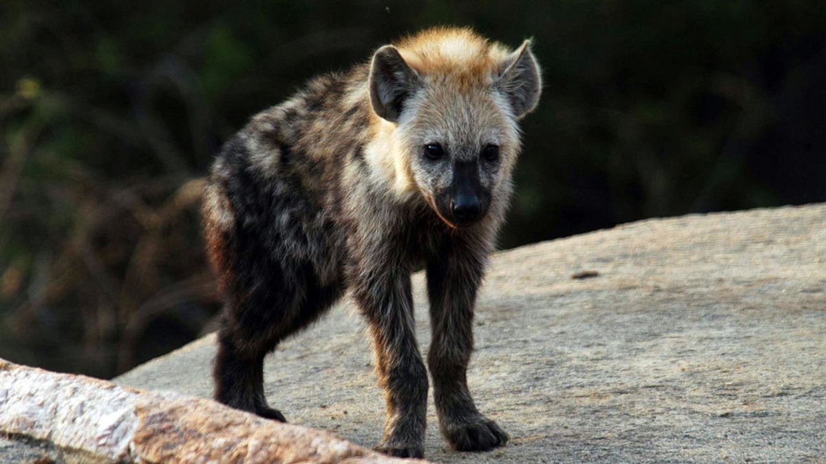 wildtiere vor der kamera