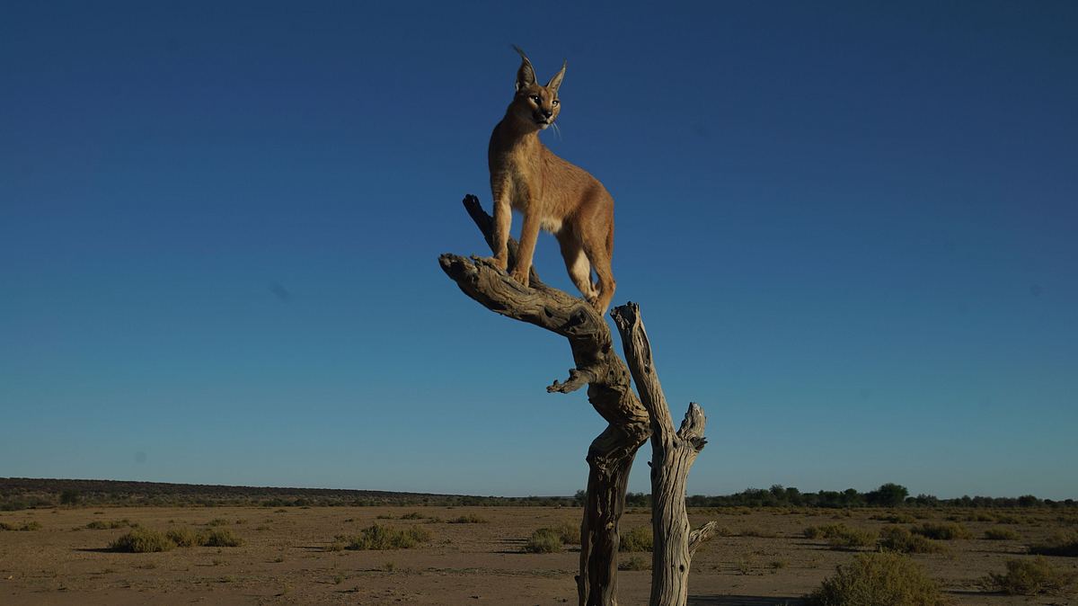 Die Superkräfte der Tiere die superkräfte der tiere