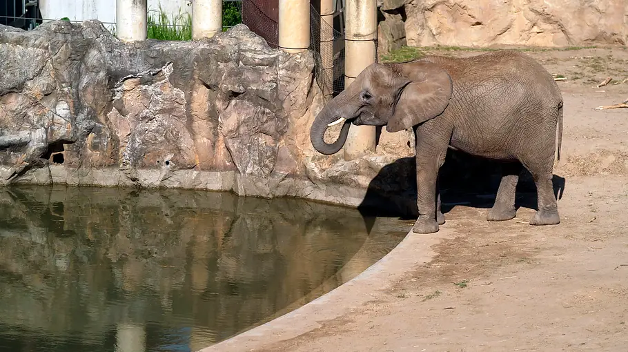 Die Elefanten-Baustelle - Rückkehr der Giganten in den Tierpark Berlin