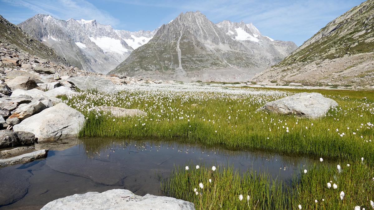 unsere wilde schweiz