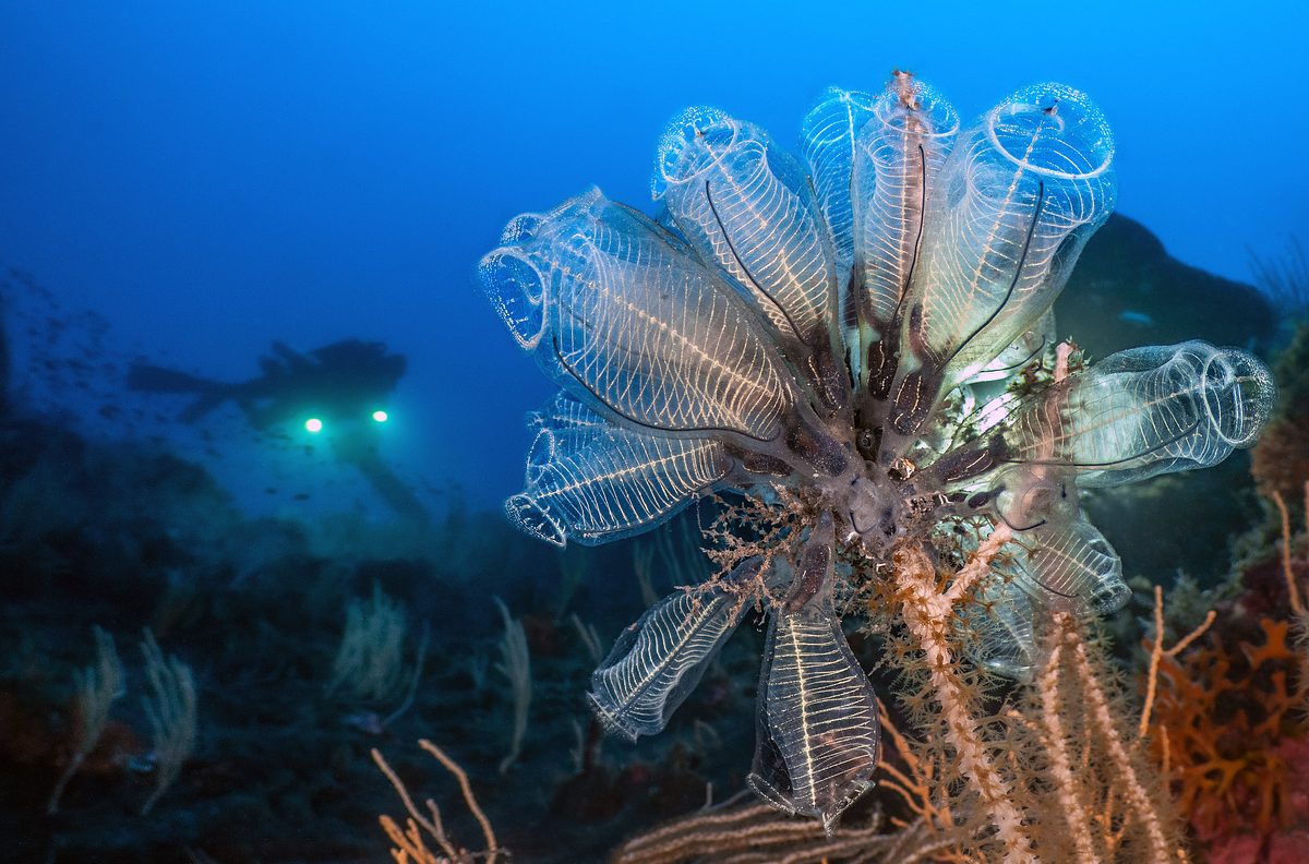 verborgen im mittelmeer: vulkane unter wasser