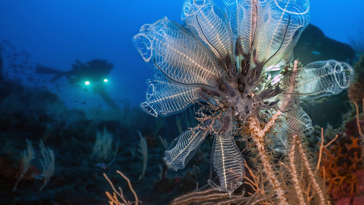 verborgen im mittelmeer: vulkane unter wasser