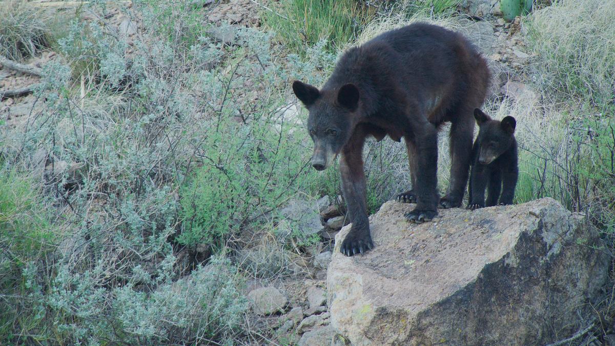 amerikas nationalparks