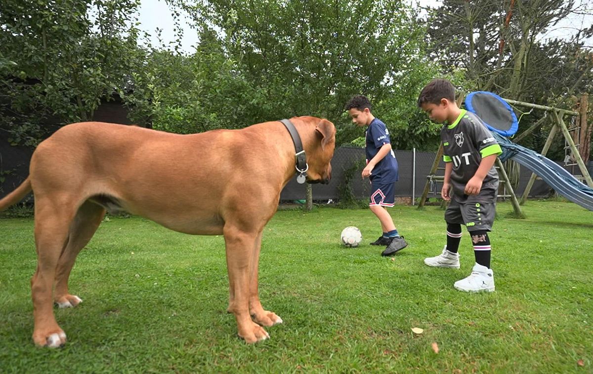 Martin Rütter – Familienhund Ramos ist „hoch gefährlich!