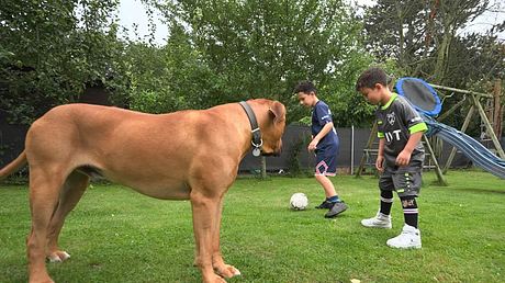 Martin Rütter – Familienhund Ramos ist „hoch gefährlich! - Foto: RTL