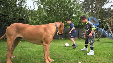 Martin Rütter – Familienhund Ramos ist „hoch gefährlich! - Foto: RTL